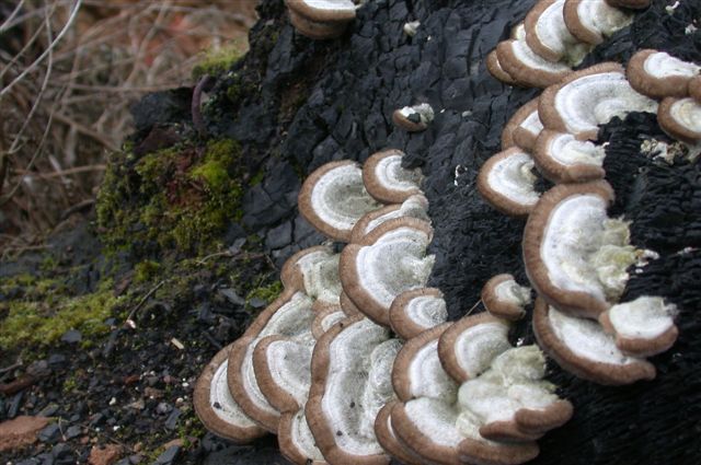 Mai visto cosi tanti... (Trametes hirsuta)
